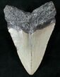 Bargain Megalodon Tooth - North Carolina #13557-2